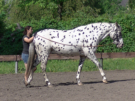 Langzügel